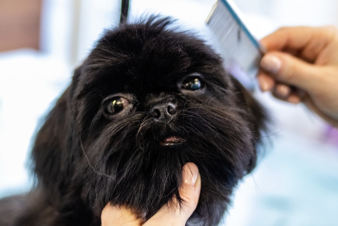 Close-up of a fluffy, dog coat being brushed.