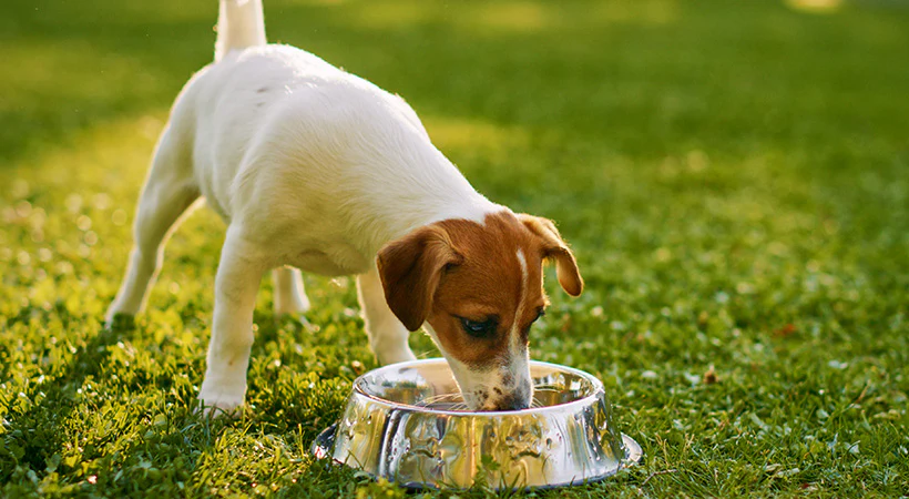 A calm illustration of a dog drinking water from a bowl with toys and play equipment in the background, highlighting the importance of Dog Hydration during active play.